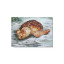 Loggerhead Turtle - Rua George Island