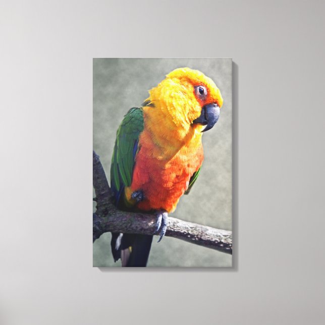 Impressão Em Tela Lona Enrolada de Conure Jenday (Frente)