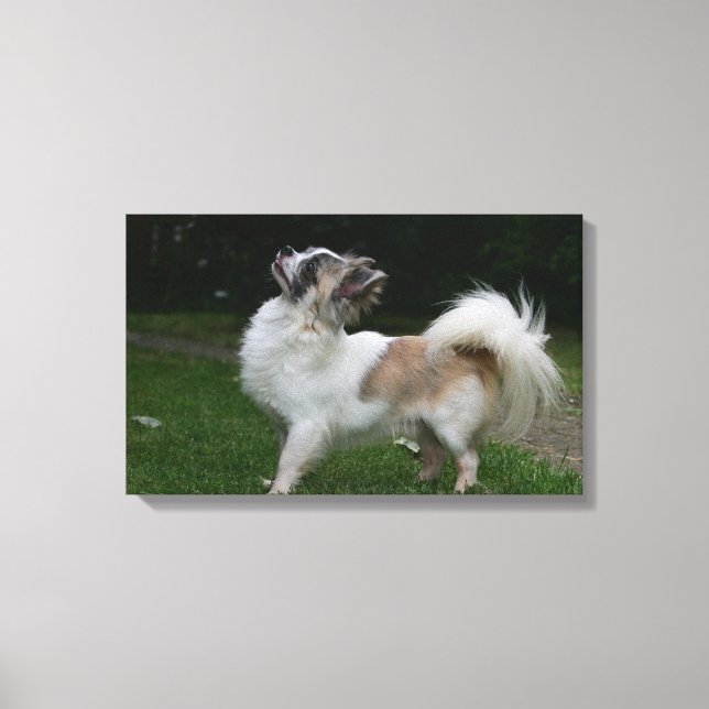 Impressão Em Tela Long Haired Chihuahua olhando para a câmera (Frente)