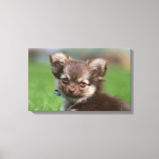 Impressão Em Tela Longhaired Chihuahua Puppy Olhando para a câmera (Frente)