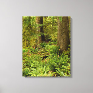Impressão Em Tela Lush Forest & Ferns Ecola State Park, Oregon