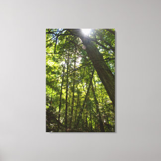 Impressão Em Tela Luz Solar Através do Dossel Florestal