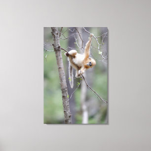 Impressão Em Tela Macaco com nariz nub de Ouro bonito em ramificaçõe