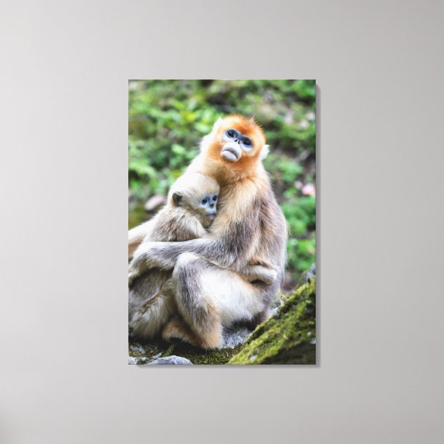 Impressão Em Tela Macaco com ouro sem nódulo com bebê (Frente)