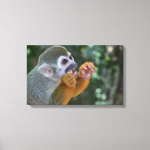 Impressão Em Tela Macaco de aranha