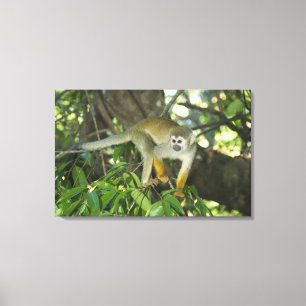 Impressão Em Tela Macaco-de-cheiro-comum, (Saimiri sciureus), Rio