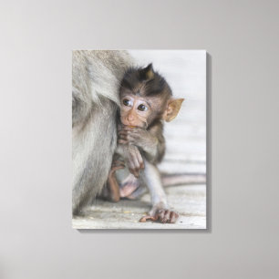 Impressão Em Tela Macaco de Macaque