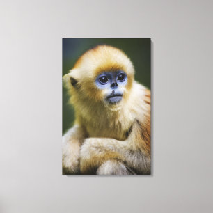 Impressão Em Tela Macaco dourado