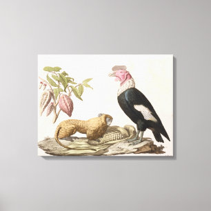 Impressão Em Tela Macaco e condor de leão, nativos ao Chile ou a