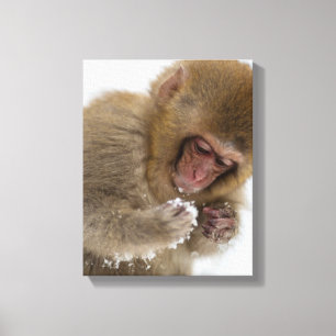Impressão Em Tela Macaco japonês da neve do Macaque   do bebê