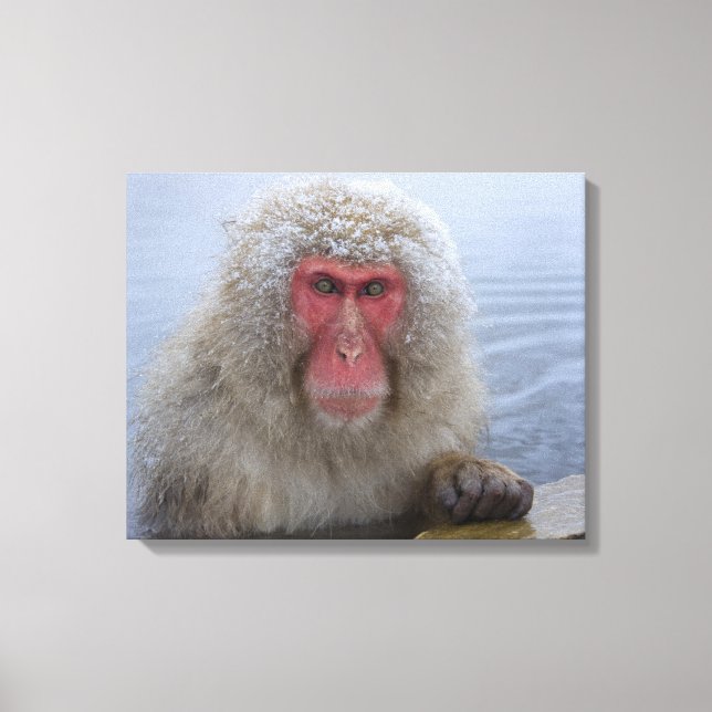 Impressão Em Tela Macaco japonês da neve na primavera (Frente)