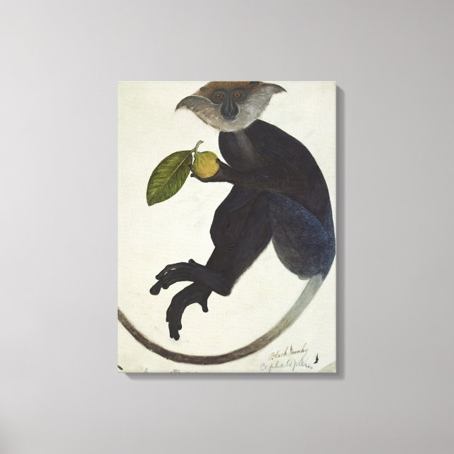 Impressão Em Tela Macaco Negro (Frente)