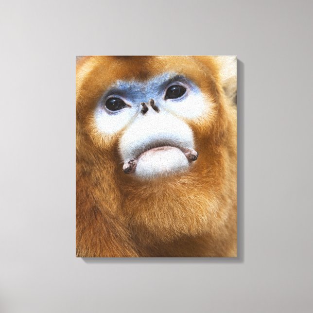 Impressão Em Tela Macaco-Ouro-Macaco Pigathrix roxellana (Frente)