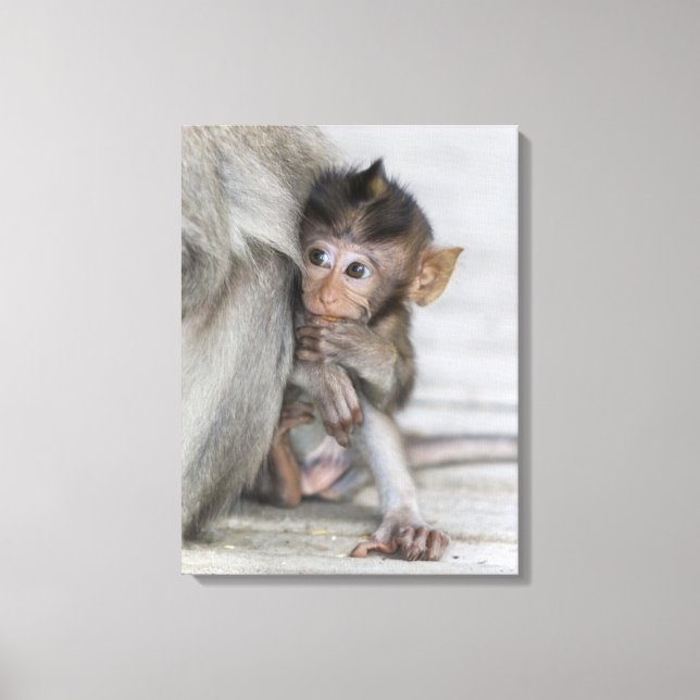 Impressão Em Tela Macaque Macaco (Frente)