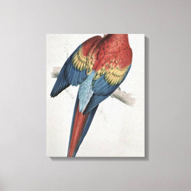 Impressão Em Tela Macaw vermelho e amarelo (Frente)