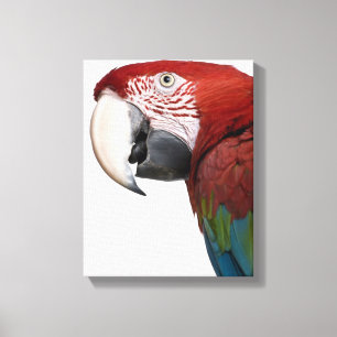 Impressão Em Tela Macaw Vermelho-e-verde - chloropterus do Ara