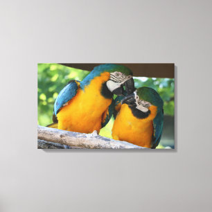 Impressão Em Tela Macaws