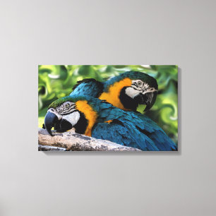 Impressão Em Tela Macaws