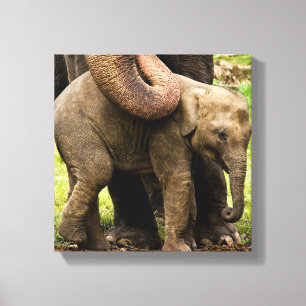 Impressão Em Tela Mãe fêmea do elefante asiático que protege seu