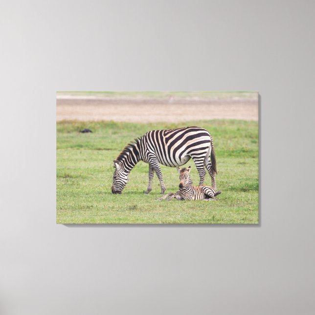 Impressão Em Tela Mãe Zebra com Potro Recém-Nascido (Frente)