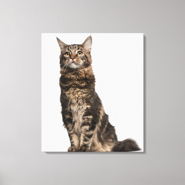 Impressão Em Tela Maine Coon (8 meses de idade) 2 (Frente)