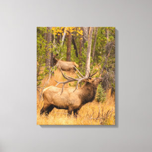 Impressão Em Tela Male elk Rocky Mountain National Park, Colorado