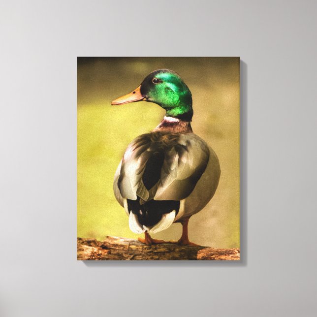 Impressão Em Tela Mallard Duck (Frente)