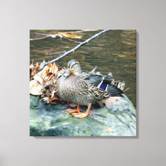 Impressão Em Tela Mallard Duck, mulher, em Mossy Rock