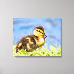 Impressão Em Tela Mallard Ducking
