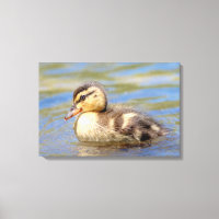 Mallard Duckling