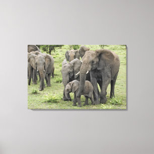 Impressão Em Tela Manada de Elefantes Africanos