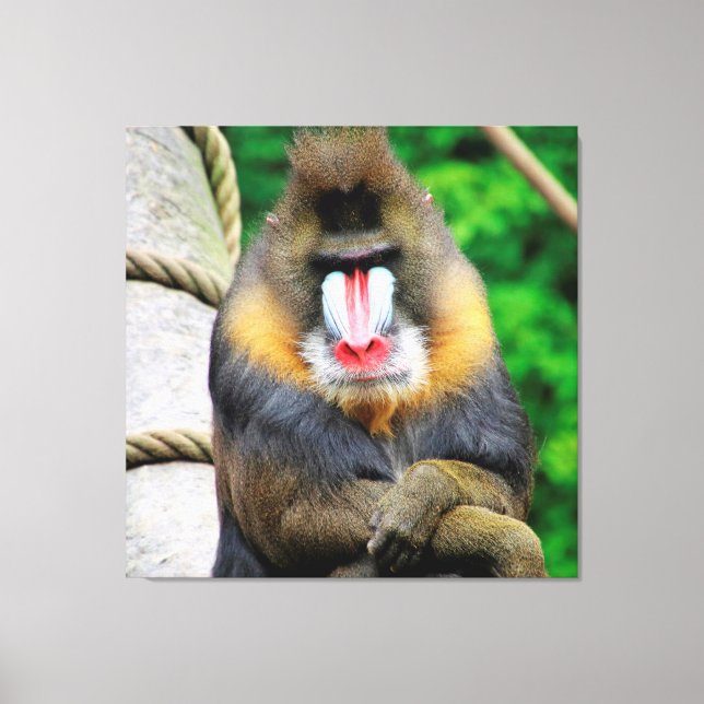 Impressão Em Tela Mandrill 001 (Frente)