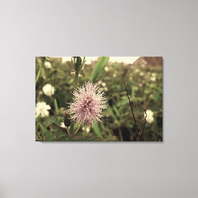 Impressão Em Tela Maria-fecha-a-porta - OLD (Frente)