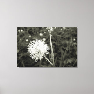 Impressão Em Tela Maria-fecha-a-porta - p&b