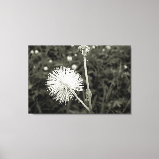 Impressão Em Tela Maria-fecha-a-porta - p&b (Frente)