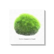 Marimo Moss Ball Hand Drawn
