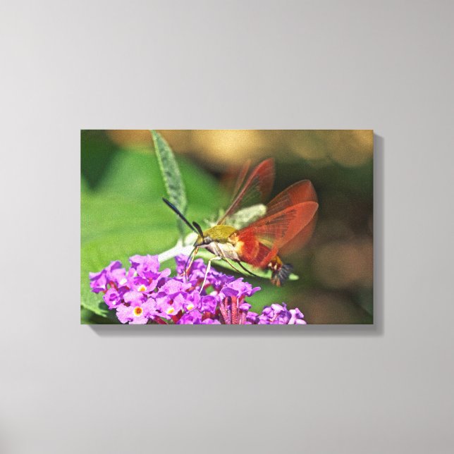 Impressão Em Tela Mariposa-beija-flor (Frente)