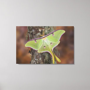 Impressão Em Tela Mariposa-da-lua