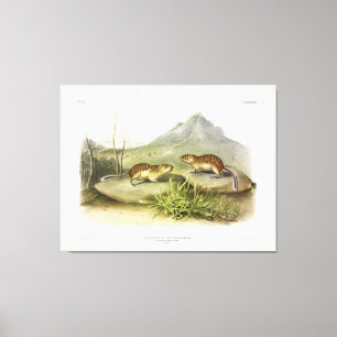 Impressão Em Tela Marmot-Squirrel, Califórnia, México