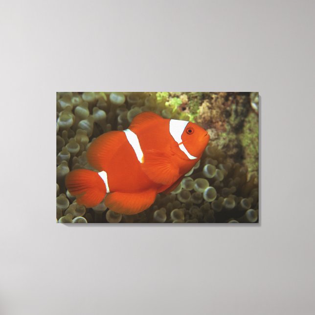 Impressão Em Tela Maroon Cownfish com anêmona-do-mar (Frente)