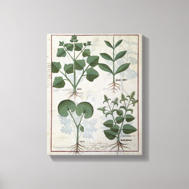 Impressão Em Tela Marshmallow & Hastula Regia Asarabacca & (Frente)