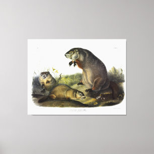 Impressão Em Tela Maryland Marmot, Woodchuck, Groundhog por Audubon