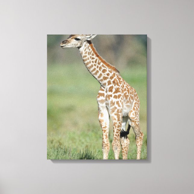 Impressão Em Tela Massai Giraffe Baby (Frente)