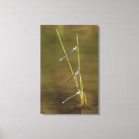 Mating Damselflies