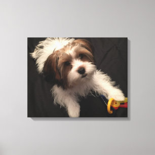 Impressão Em Tela Máximo o Parti Yorkie