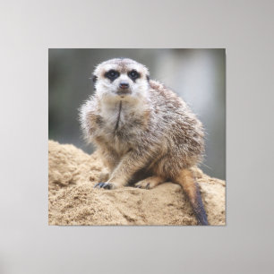 Impressão Em Tela Meerkat 021