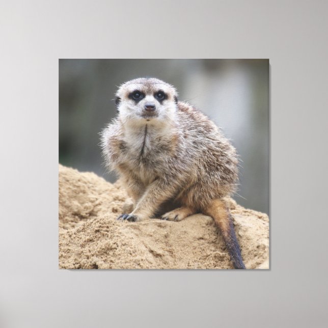 Impressão Em Tela Meerkat 021 (Frente)