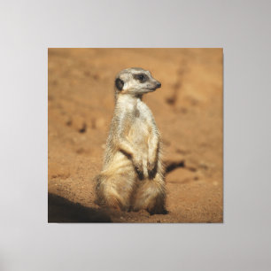 Impressão Em Tela Meerkat 027