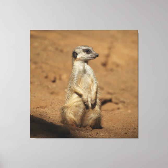 Impressão Em Tela Meerkat 027 (Frente)