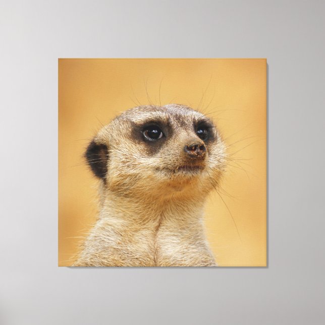 Impressão Em Tela Meerkat 037 (Frente)